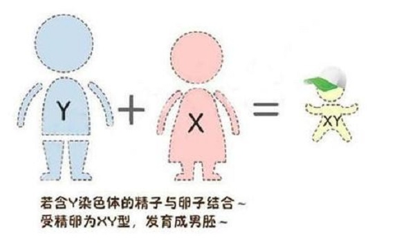 生育二胎如愿兒女雙全，第三代試管嬰兒幫您實現(xiàn)